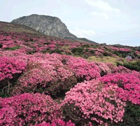 Corée : Une nature jalousement préservée Corée : Une nature jalousement préservée