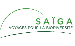 Saïga Saïga